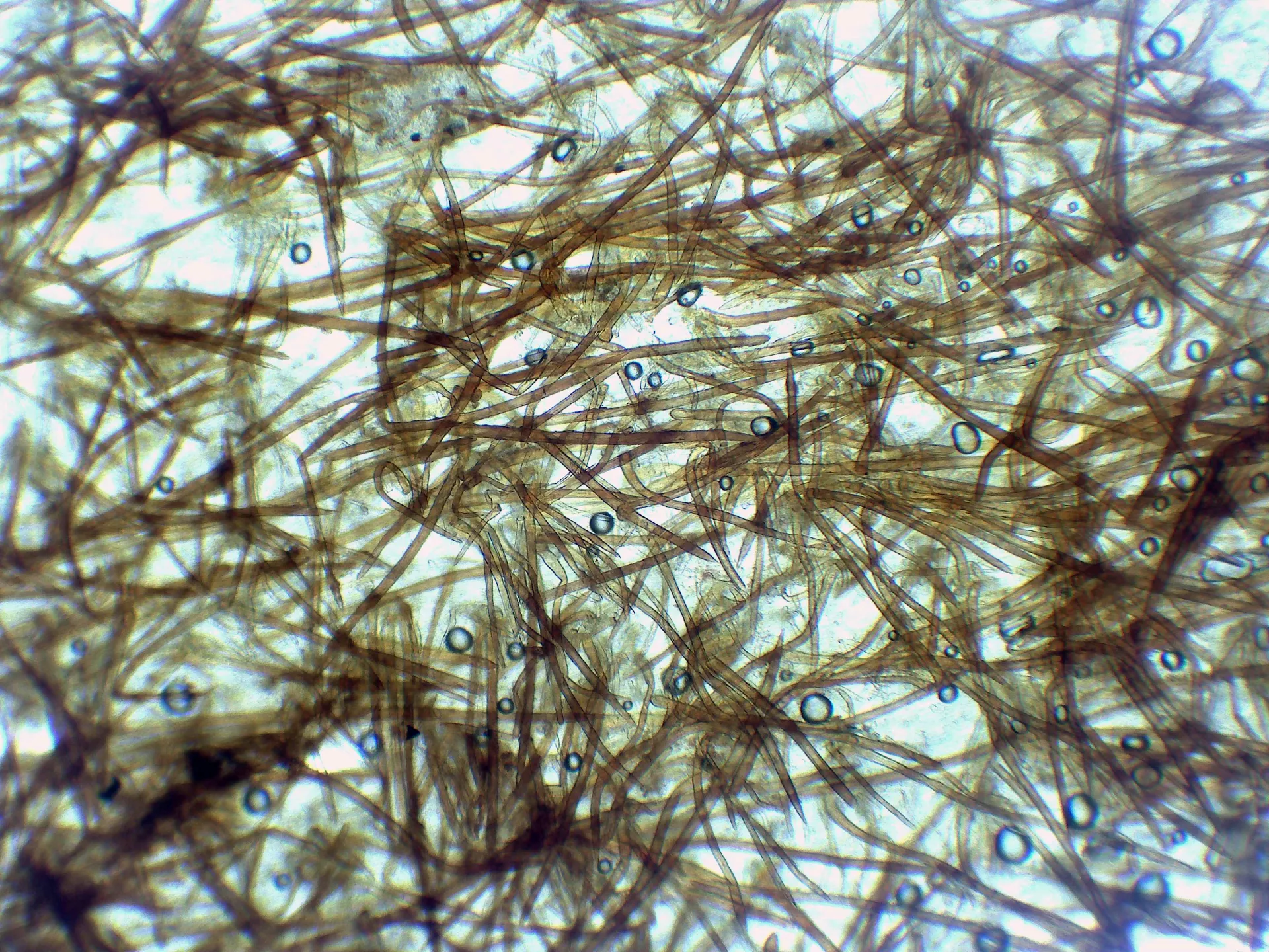 Microscopía de Oudemansiella melanotricha - 15 - pie x 100-001